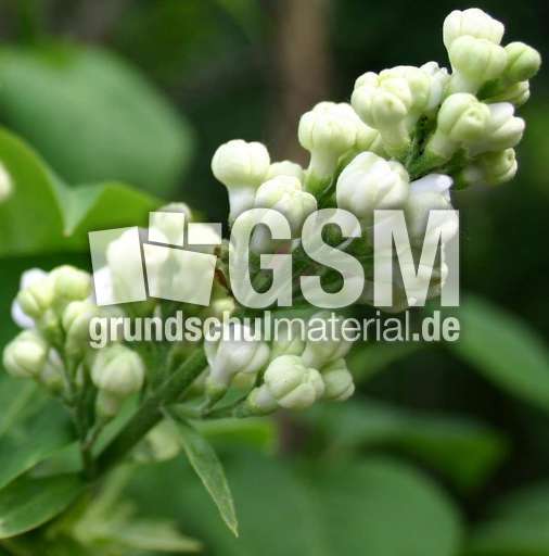 Fliederknospen-weiss.jpg